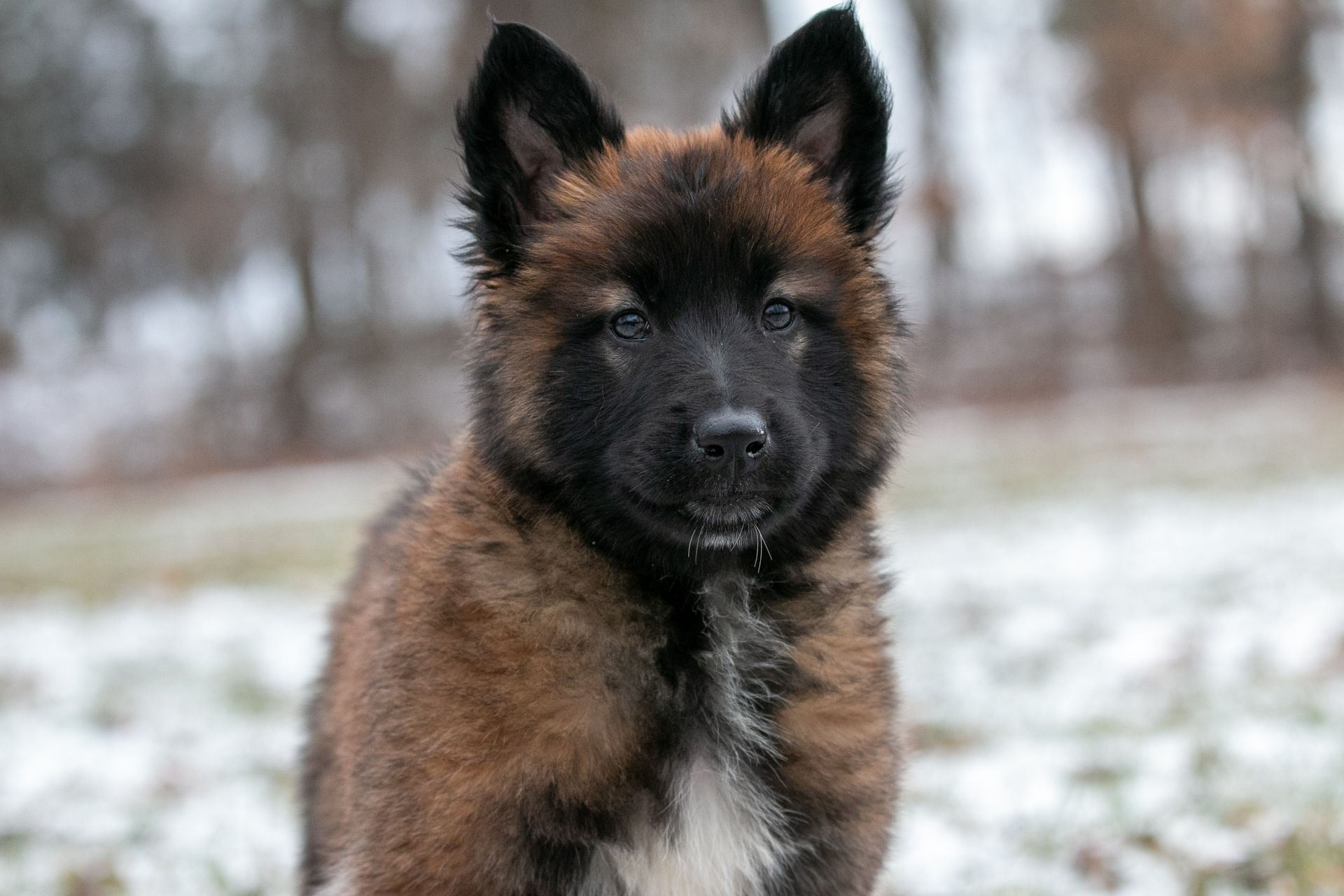 Small brown-and-black dog with upright ears standing in a snowy outdoor field