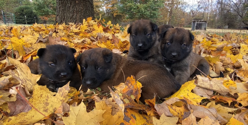 Four black & brown puppies nestled in a pile of yellow autumn leaves outdoors