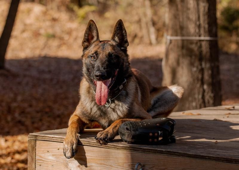 German shepherd lying on a wooden bench outdoors, panting with tongue out.