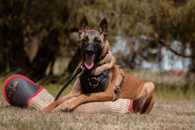 German Shepherd wearing a harness and muzzle lying on grass, panting with a training bite sleeve nearby