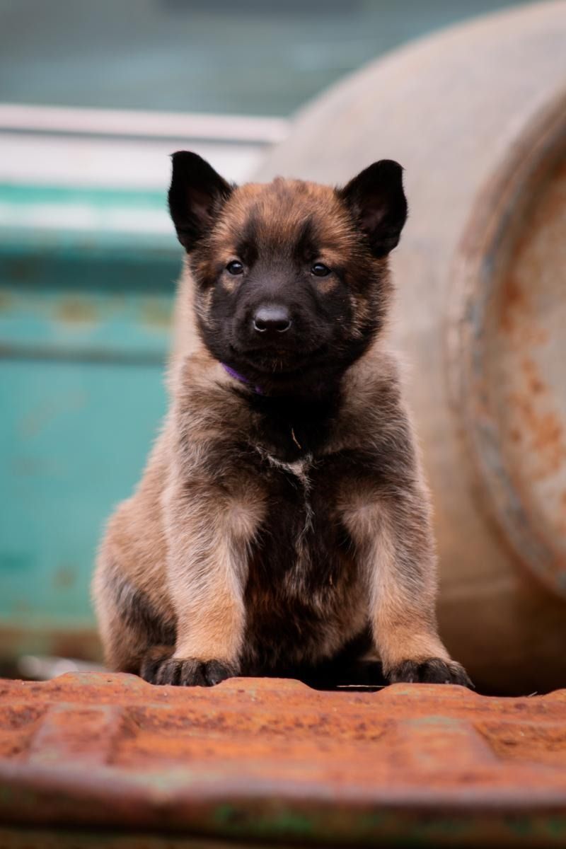 Brown puppy sitting on a brick ledge, with a turquoise background and a rusted pipe behind it