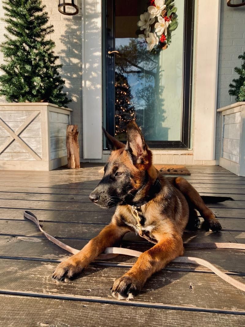 German Shepherd puppy lying on a wooden porch in front of a decorated front door with holiday wreaths