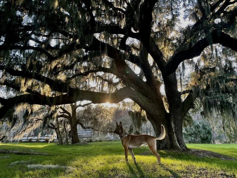 Dog standing in a sunlit park beneath sprawling oak trees draped with moss