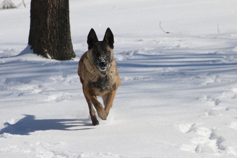 German shepherd running through snow near a tree