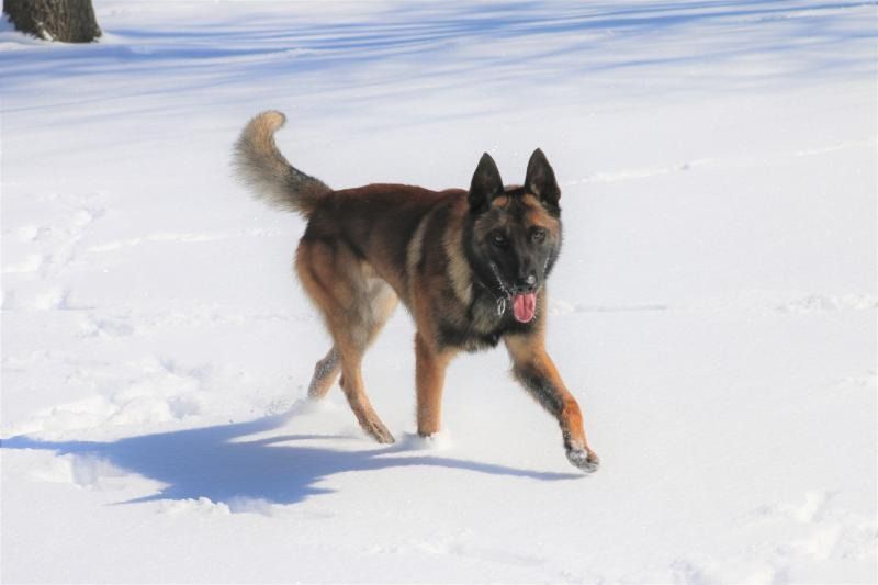 Black and tan dog running through snow with tongue out