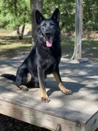 Black German Shepherd sitting on a wooden table outdoors with tongue out, trees in the background