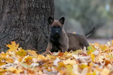 Small brown dog in autumn leaves beside a tree trunk