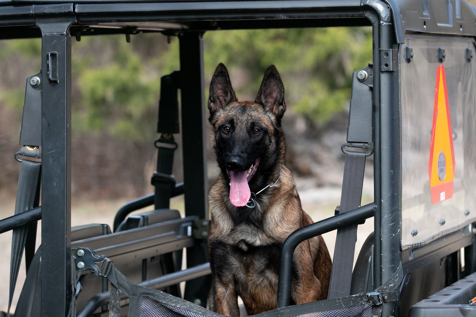 Belgian Malinois sitting in a black vehicle kennel, panting with tongue out, outdoors
