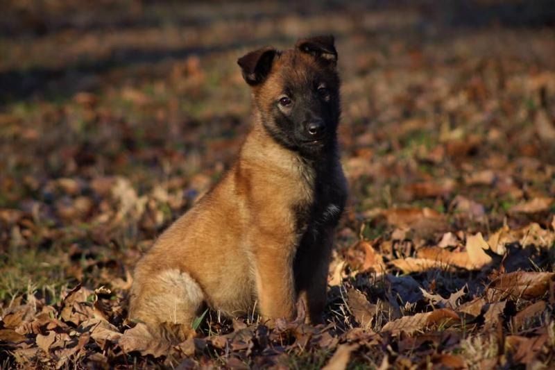 Brown puppy sitting in autumn leaves, looking at the camera