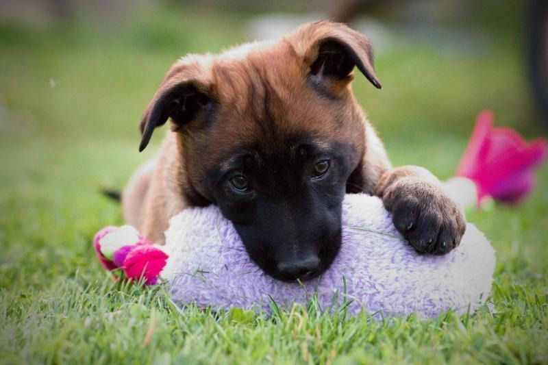 Brown puppy lying on a purple and pink plush toy in the grass