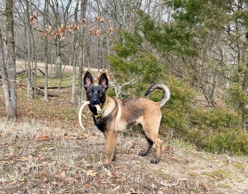 Tan Belgian Malinois stands outdoors in a wooded area, holding an antler in it's mouth with tail curled up.