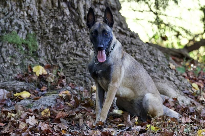 Belgian Malinois sitting on fallen leaves beside a tree, tongue out, in a wooded area