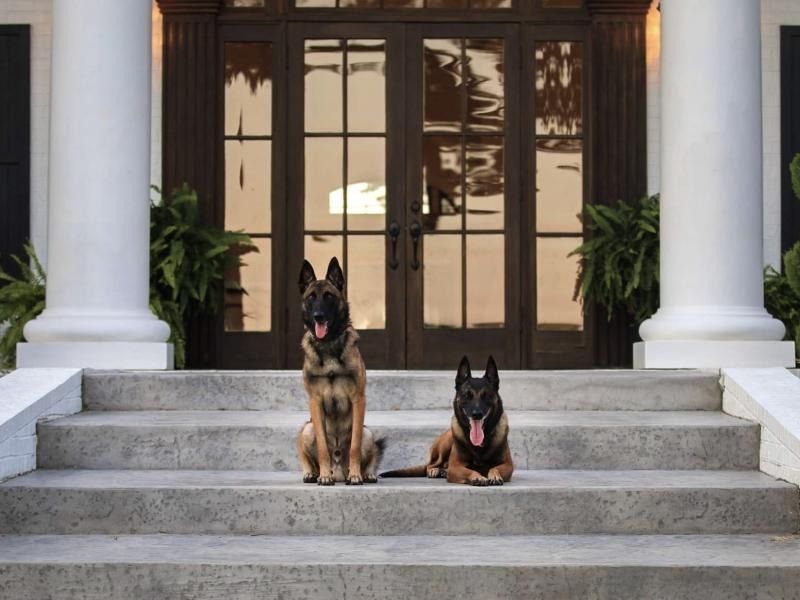 Two German Shepherds sitting on stone steps in front of a building entrance