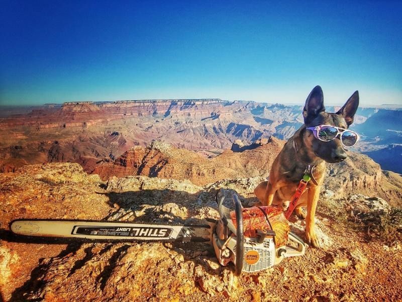 Dog wearing goggles sitting beside a chainsaw at the Grand Canyon overlook