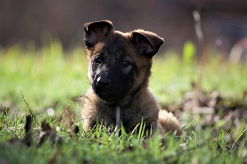 A small German shepherd puppy lying in green grass, looking at the camera.
