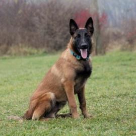 Brown and black German Shepherd sitting on grass with mouth open and tongue out