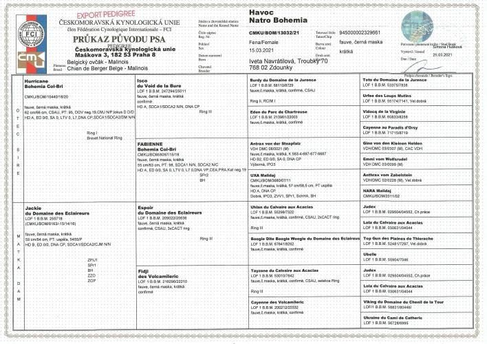document form with logos, tables, and information concerning a dog pedigree