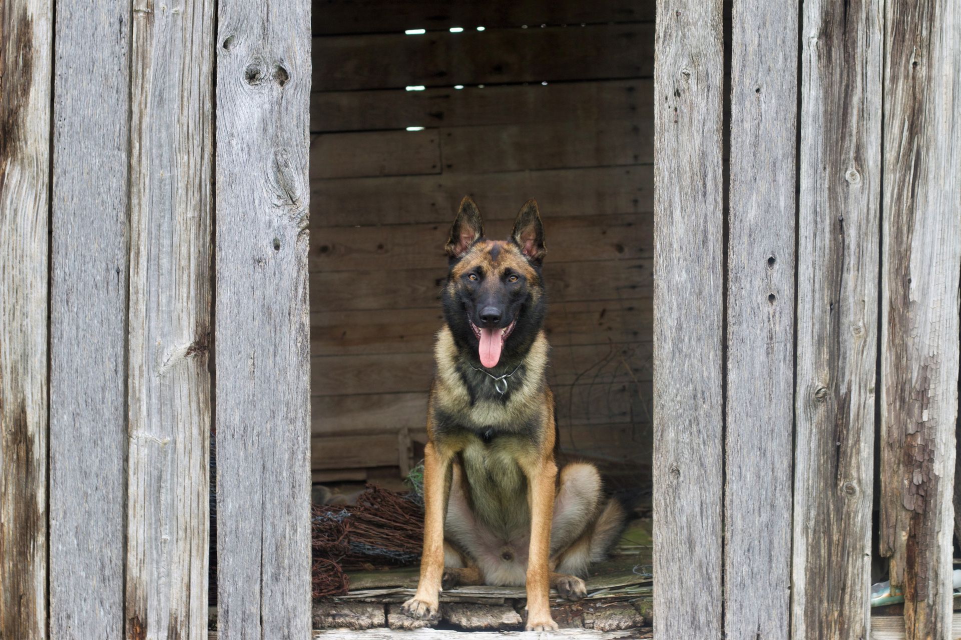 German shepherd sitting in a wooden doorway, tongue out and alert.