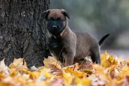 Brown puppy standing by a tree in autumn leaves, looking at the camera.
