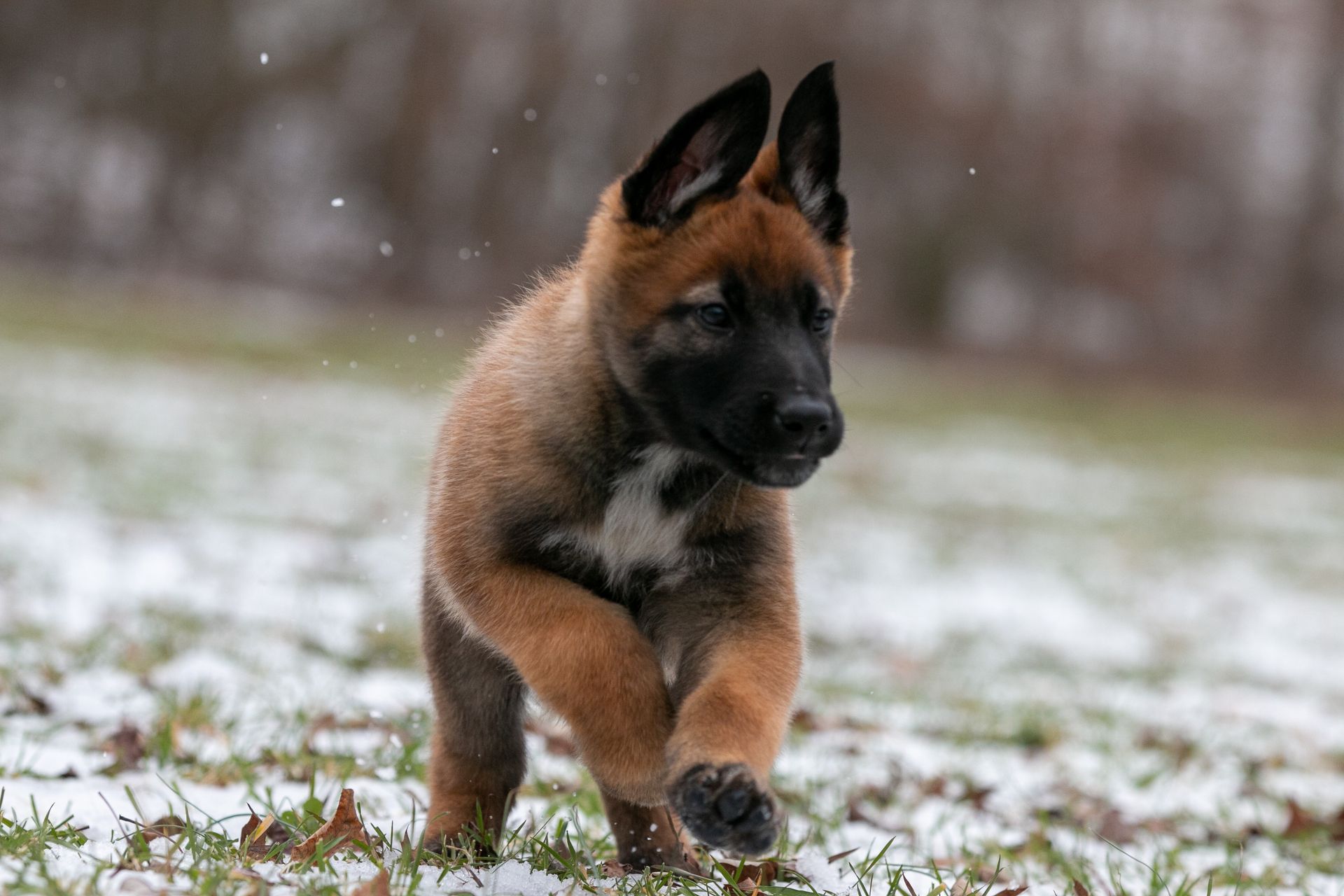 Brown puppy walking on snowy grass with a blurred outdoor background