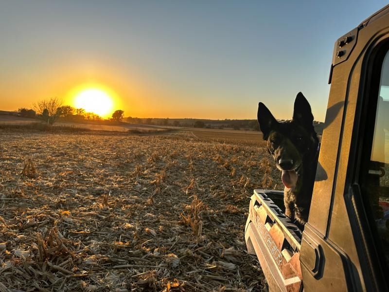 Dog riding in a vehicle at sunset over a dry field