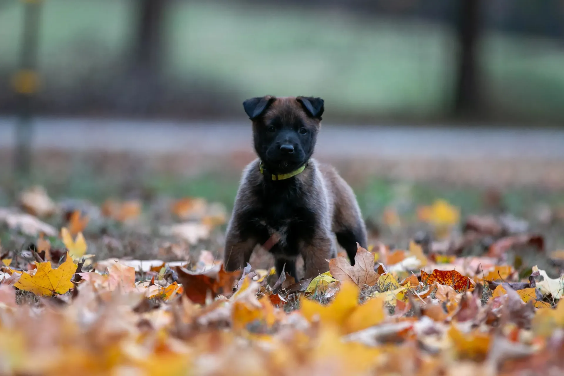 Small black puppy standing in autumn leaves, with a blurred outdoor background