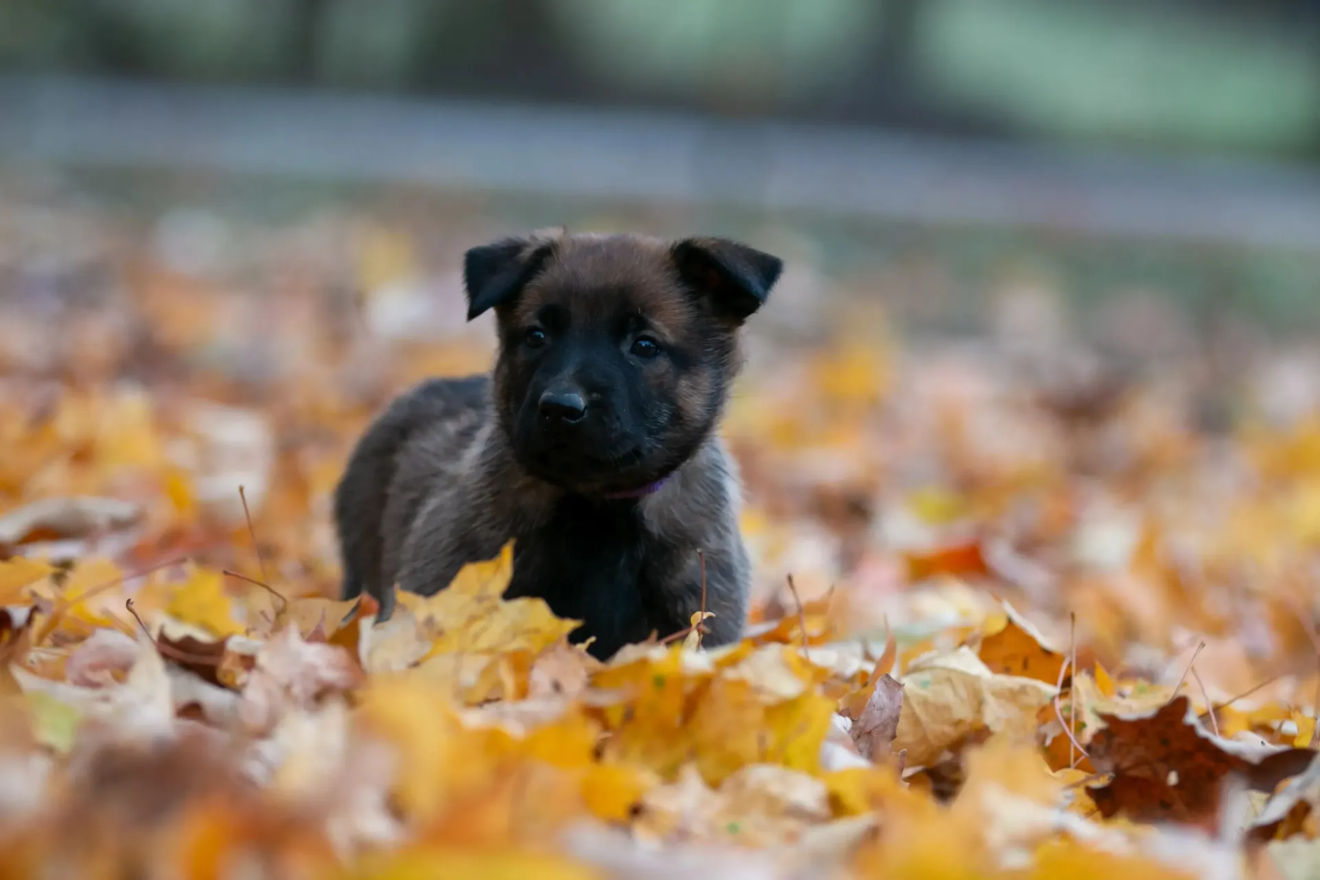 Black puppy standing in a pile of autumn leaves, looking at the camera