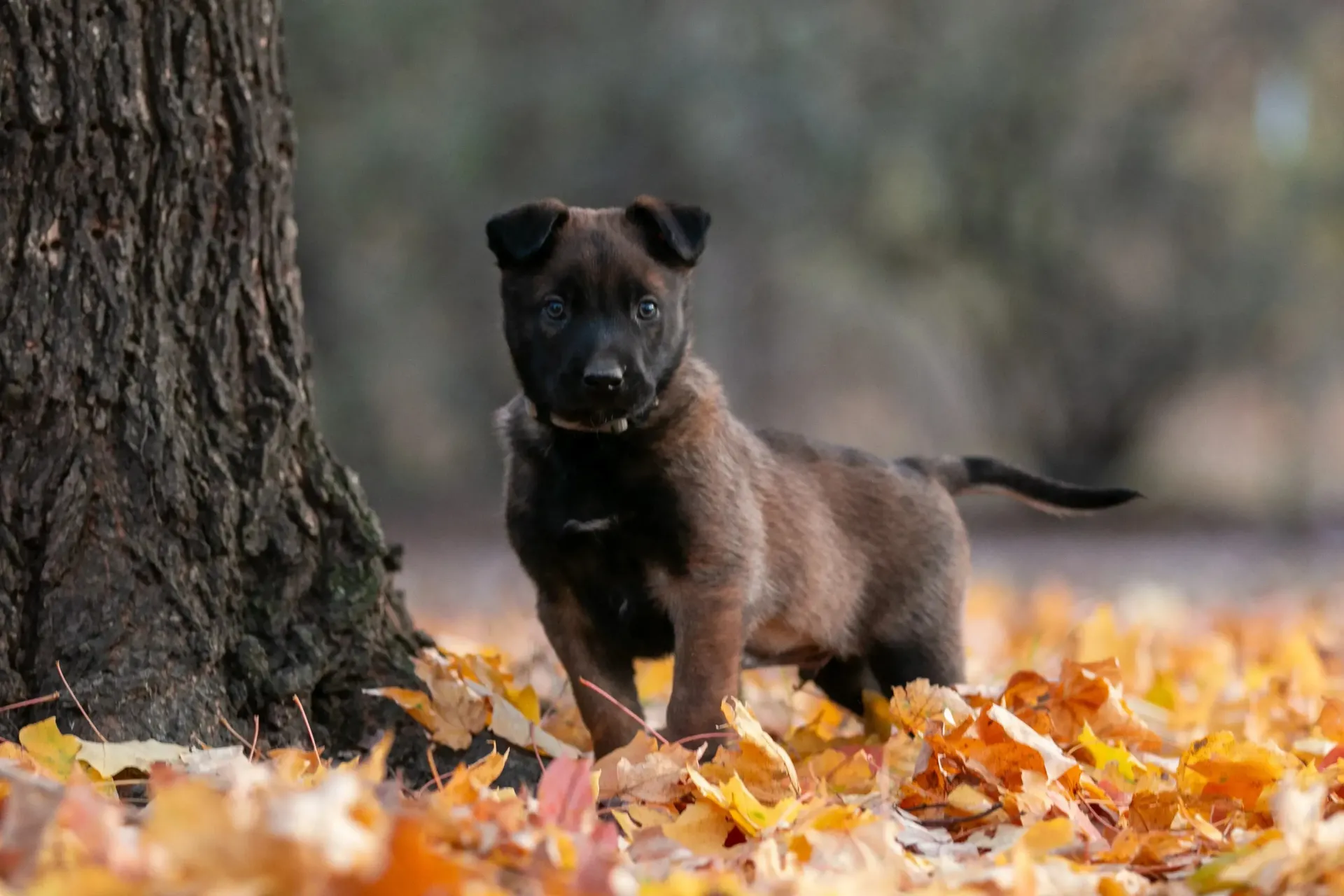 Small black-and-tan puppy standing on autumn leaves beside a tree trunk