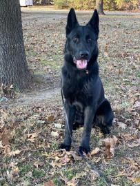 Black dog sitting on leaf-covered ground outdoors, facing the camera with ears up and tongue out.