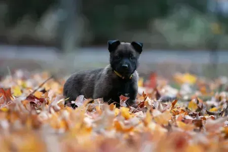 Black puppy standing in fallen autumn leaves, looking at the camera.