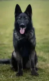 Black German Shepherd sitting on grass with tongue out, facing the camera
