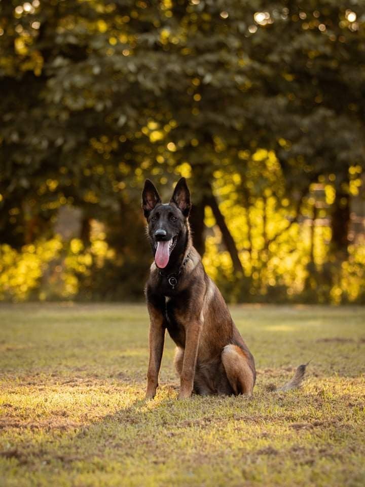 Belgian Malinois sitting on sunlit grass in a park, tongue out, with trees in the background
