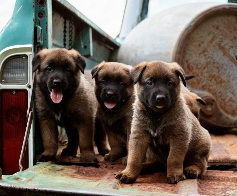 Three fluffy puppies sitting on a rusty truck bed, one panting with tongue out.