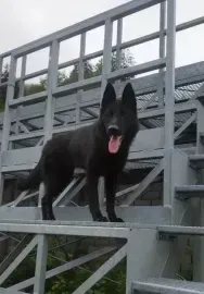 Black dog standing on metal bleachers with mouth open, outdoors.