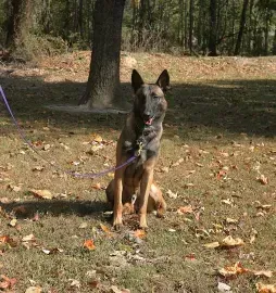 German shepherd sitting on a leash in a wooded park with fallen leaves