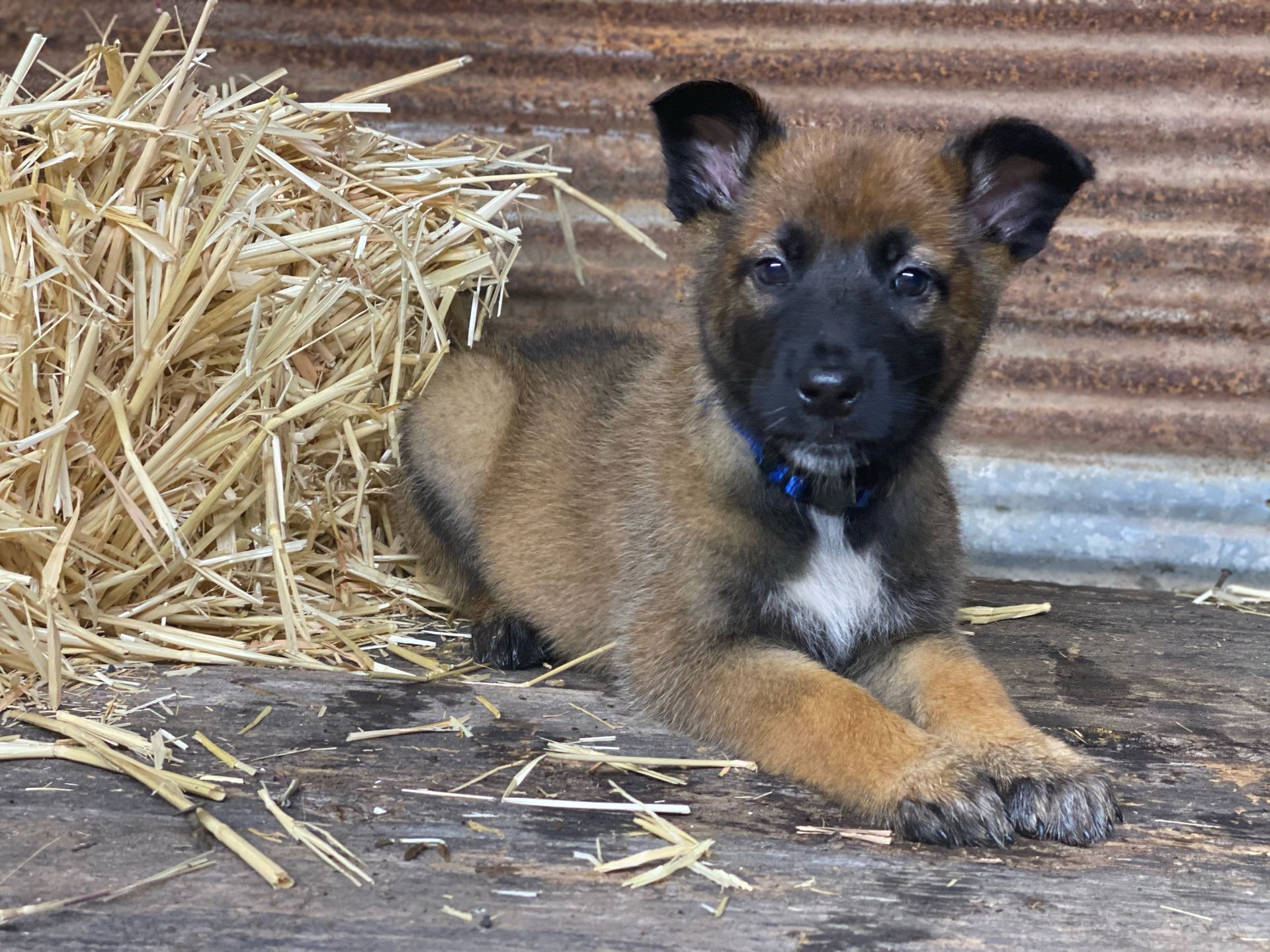 Small tan puppy with a black face lies beside a straw pile on a wooden floor.