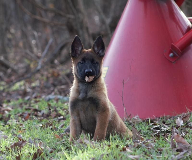 Brown German shepherd puppy sitting in grass beside a red equipment piece, looking at the camera.