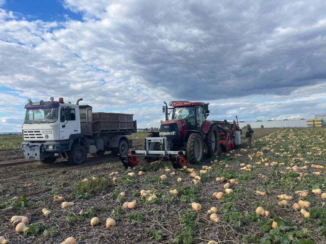 Pompoenoogstmachine PH05 hegro