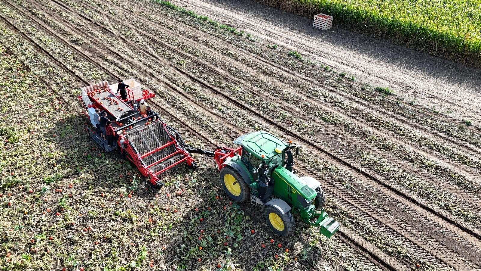 Hegro PH04 – Getrokken pompoenoogstmachine met handmatige selectie