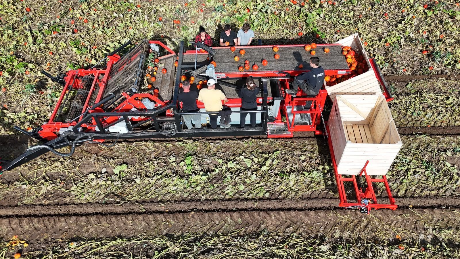 Hegro PH04 – Getrokken pompoenoogstmachine met handmatige selectie