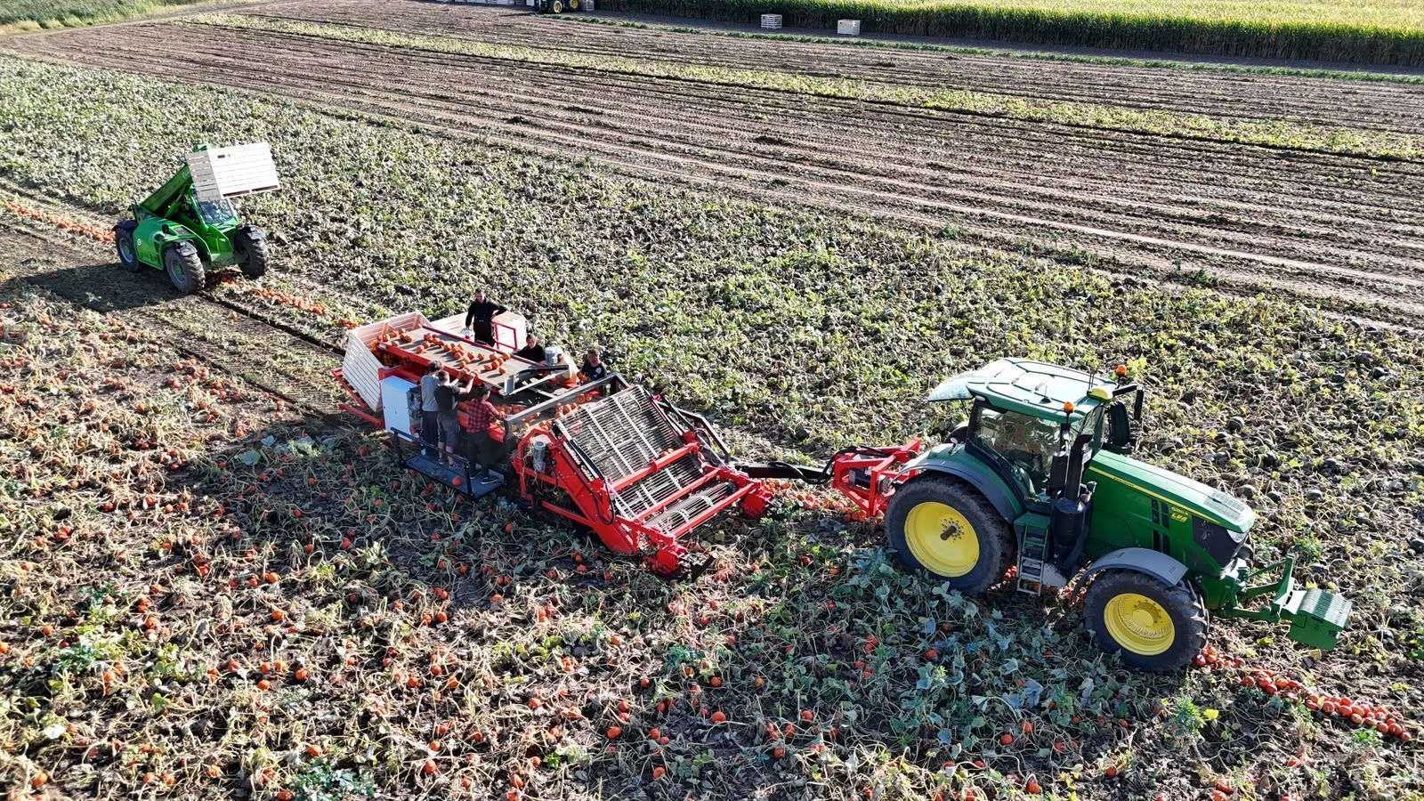 Hegro PH04 – Getrokken pompoenoogstmachine met handmatige selectie