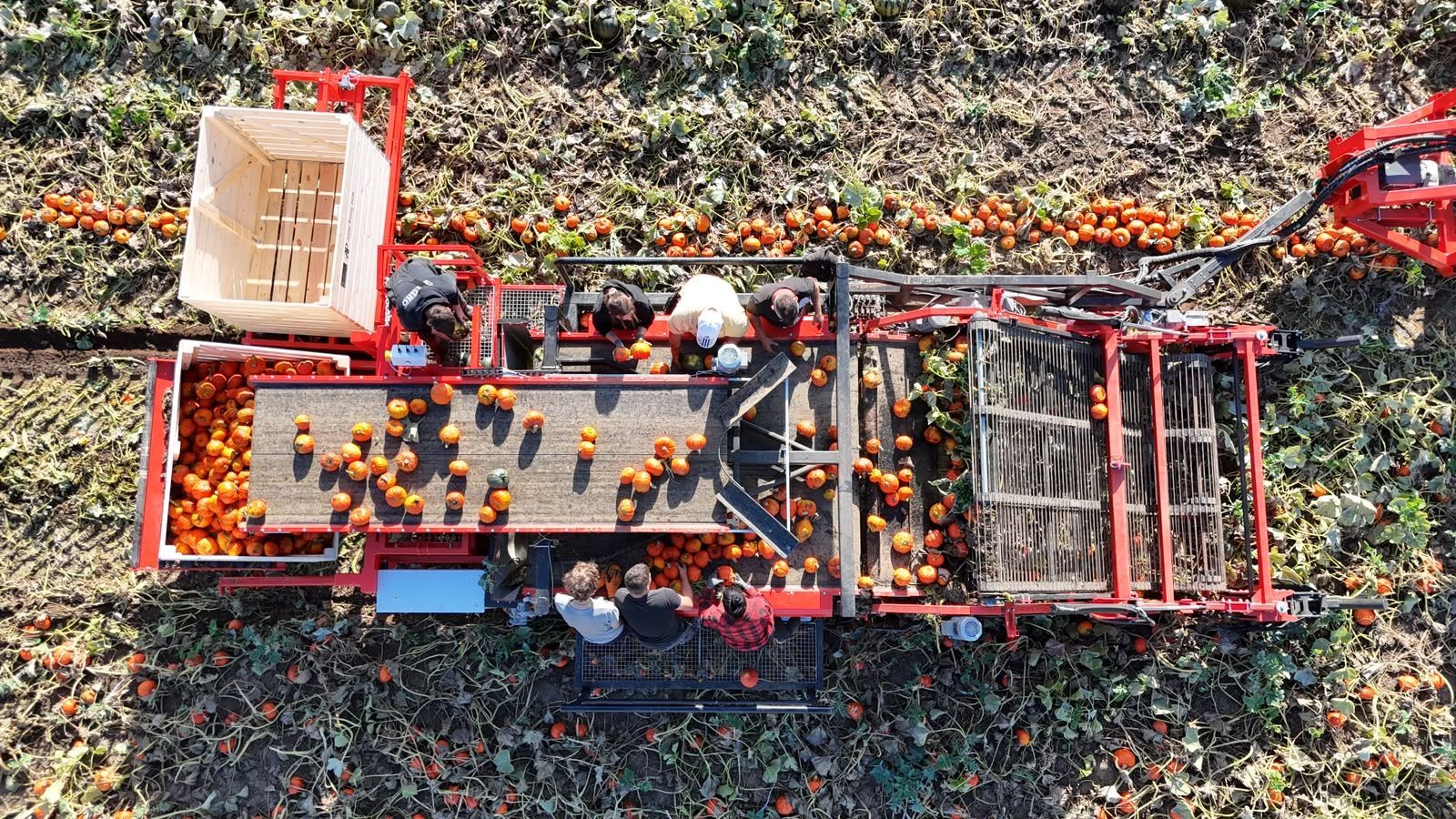 Hegro PH04 – Getrokken pompoenoogstmachine met handmatige selectie
