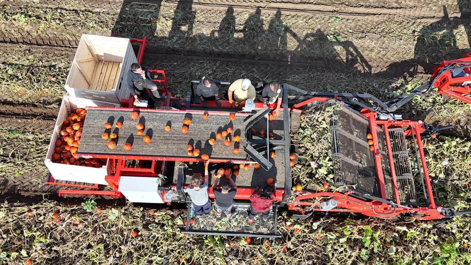 Hegro PH04 – Getrokken pompoenoogstmachine met handmatige selectie