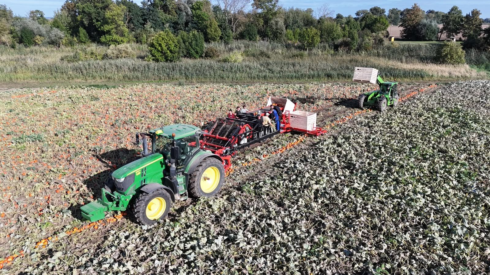 Hegro PH04 – Getrokken pompoenoogstmachine met handmatige selectie