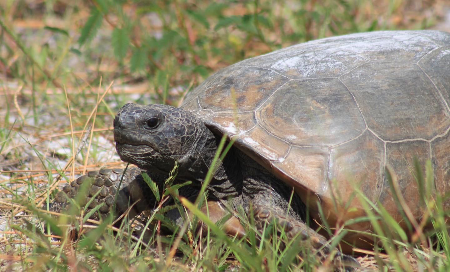 A gopher tortoise is sitting in the grass.