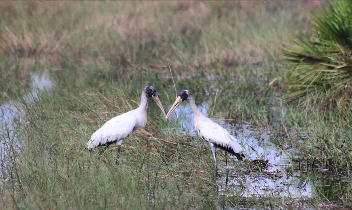 Two white birds are standing next to each other in a swamp.