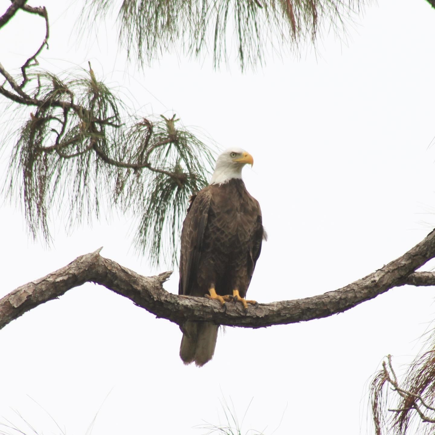 A bald eagle perched on a tree branch.