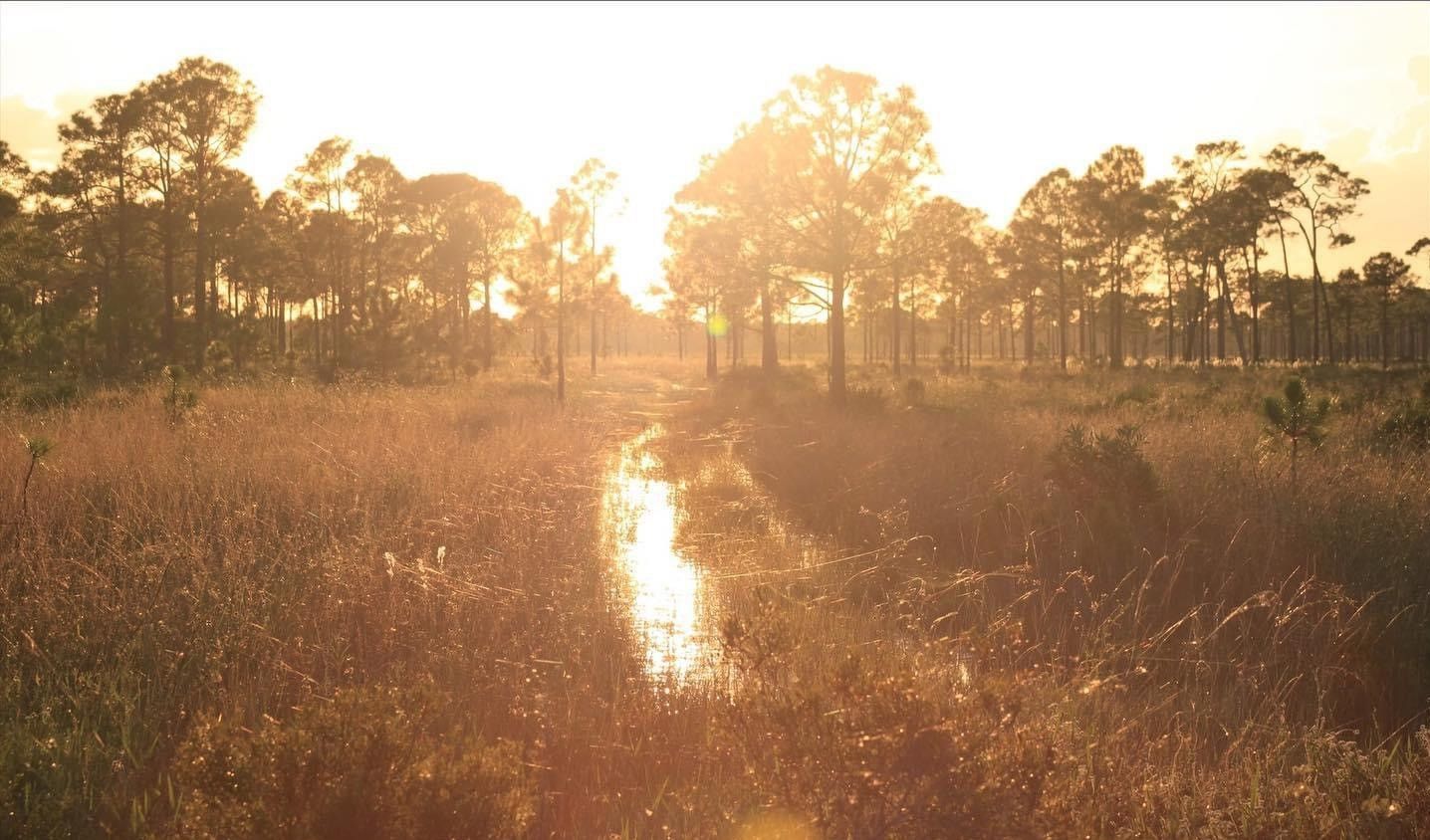 The sun is shining through the trees in a wetland.