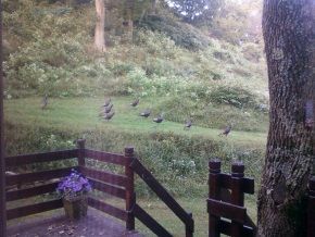 A group of birds are standing in a field next to a wooden fence.