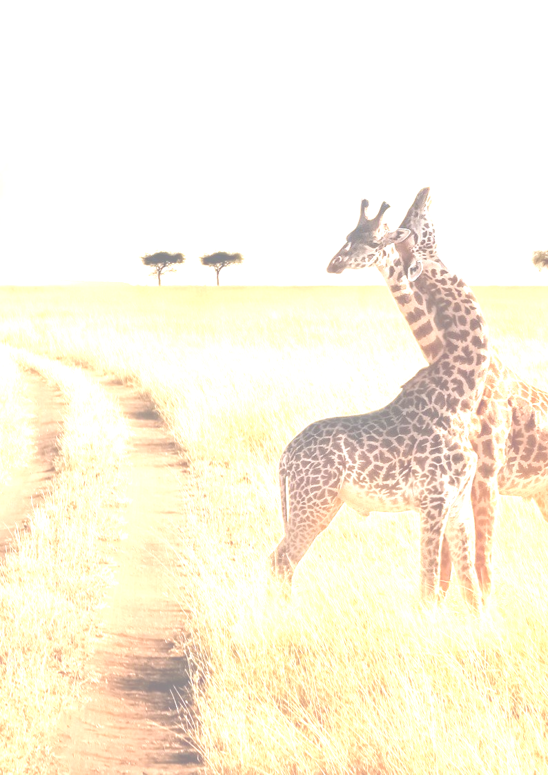 giraffe